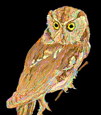 Eastern Owl