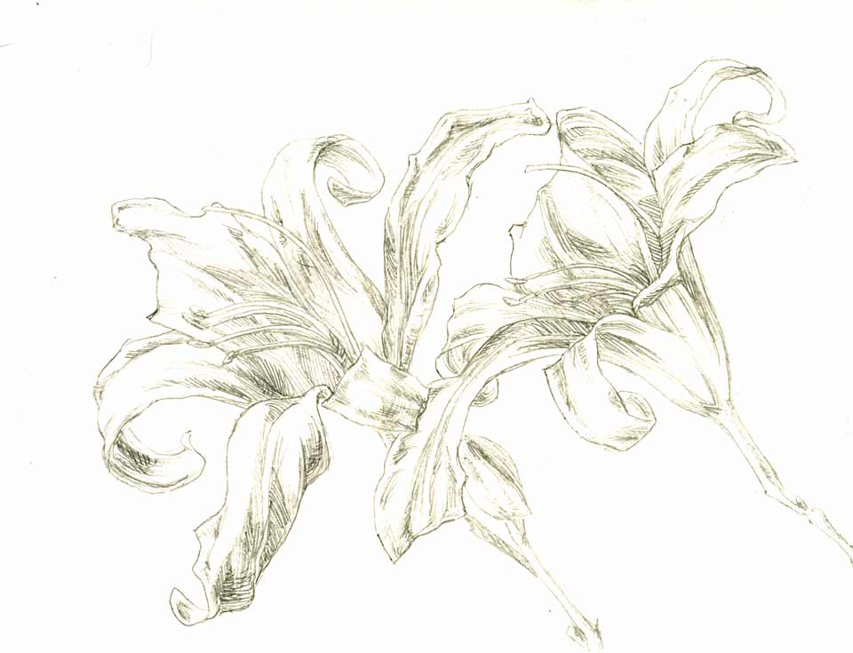Day Lily 006