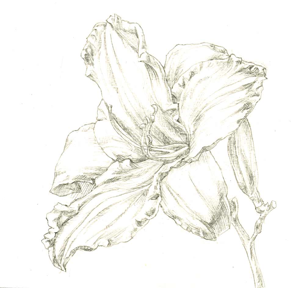 Day Lily 010
