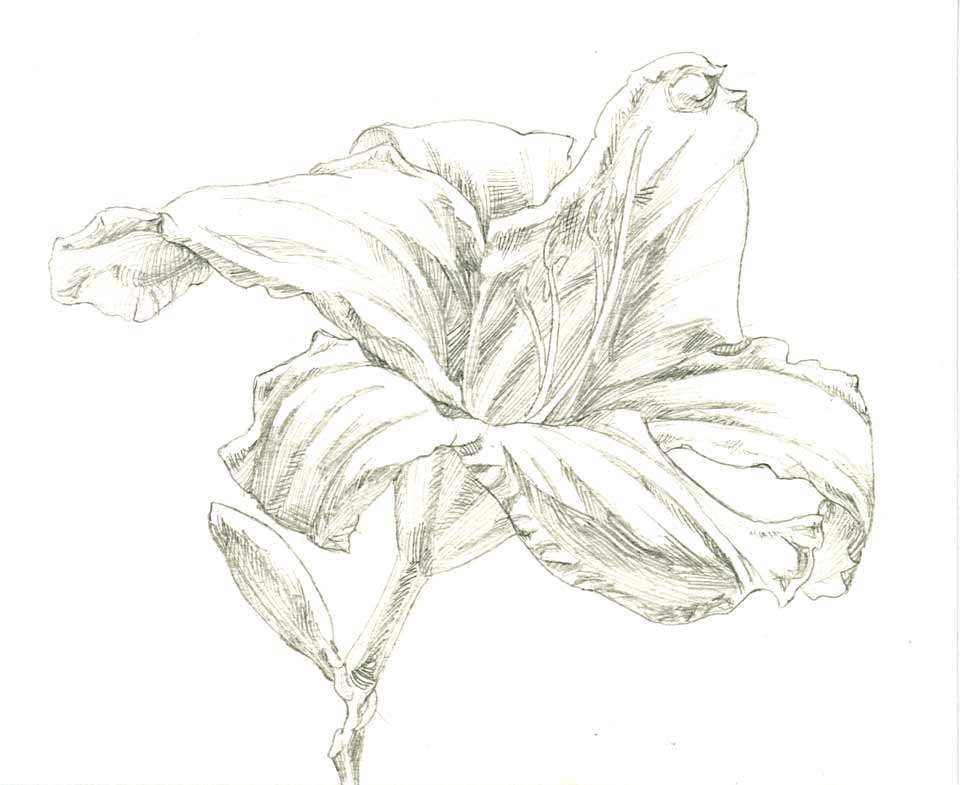 Day Lily 016