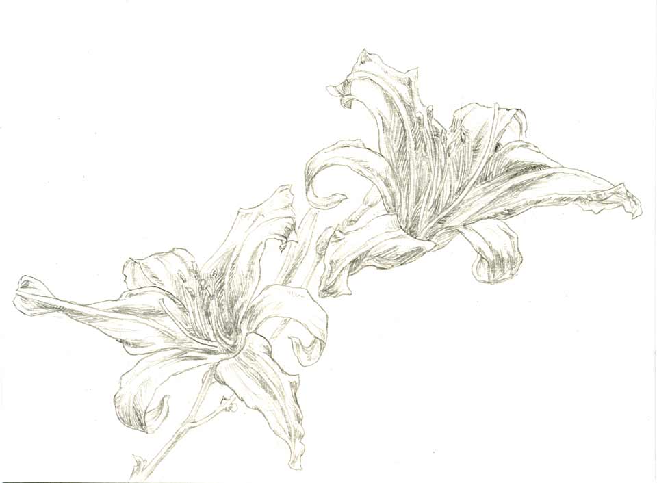 Day Lily 020