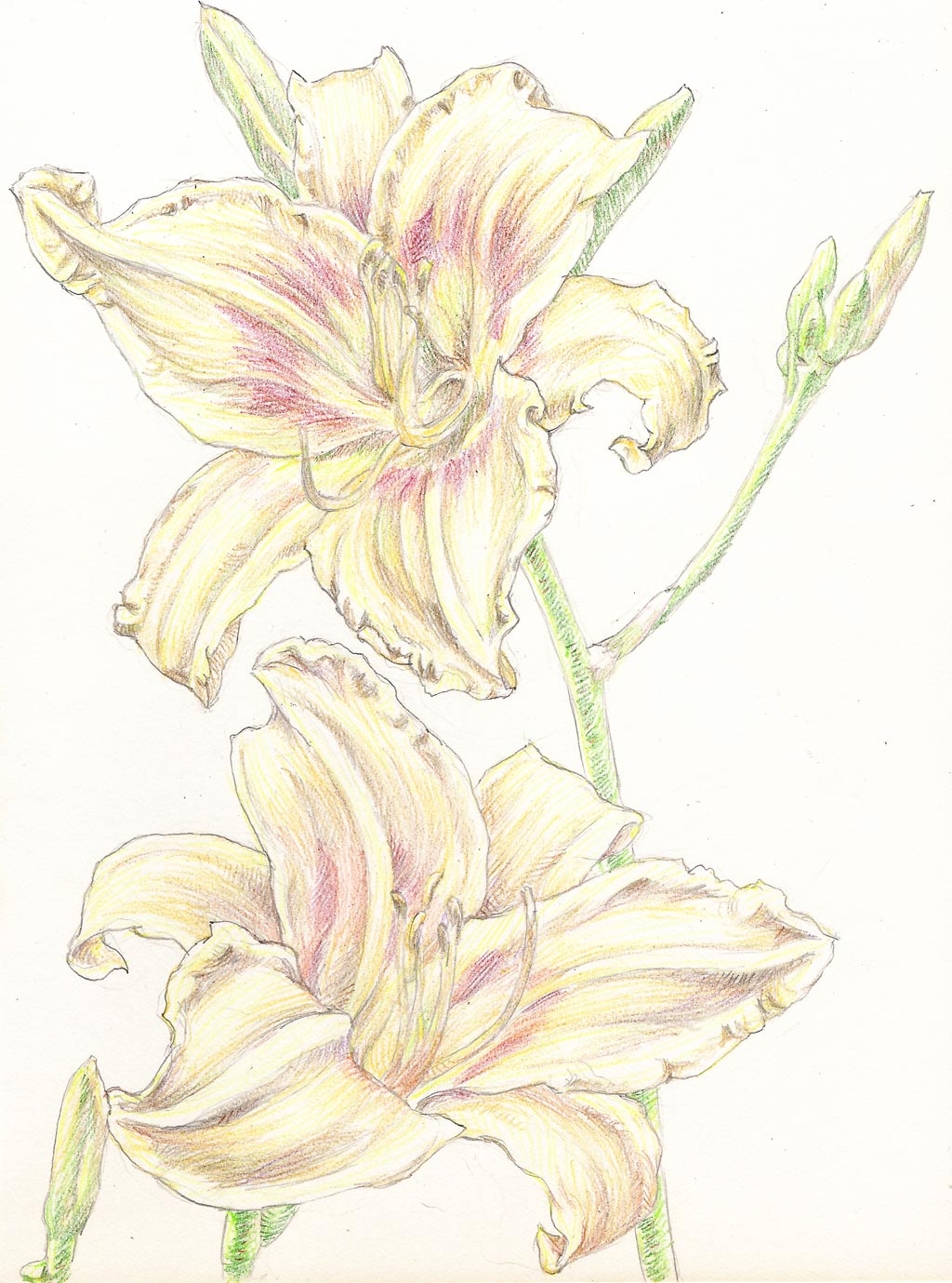 Day Lily HP001