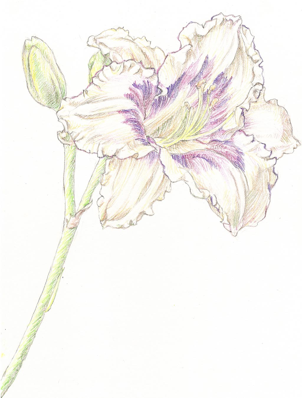 Day Lily HP004