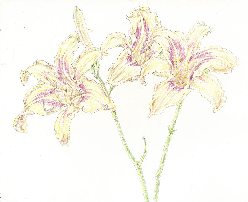 Day Lily HP006