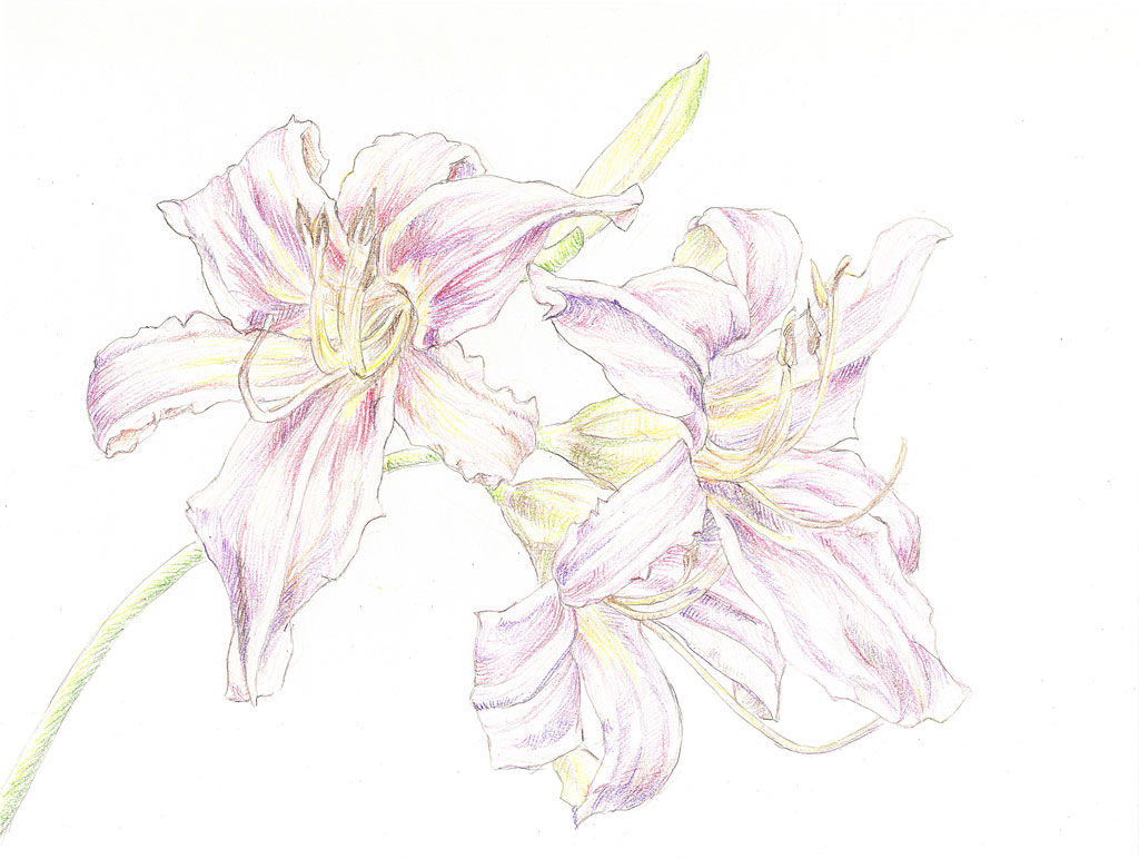 Day Lily HP010