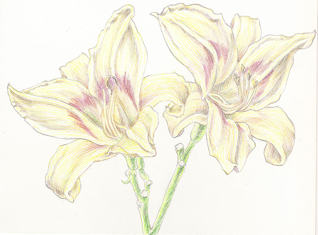 Day Lily HP011