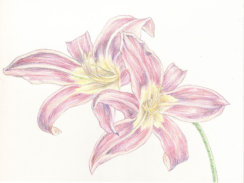 Day Lily HP012