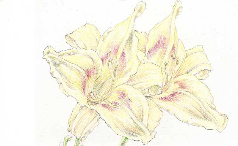 Day Lily HP014