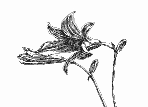 Day Lily 9