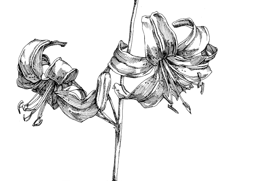 Oriental Lily 1