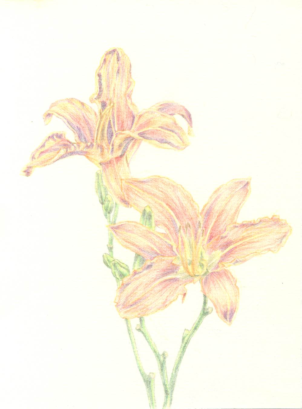 Day Lily 201