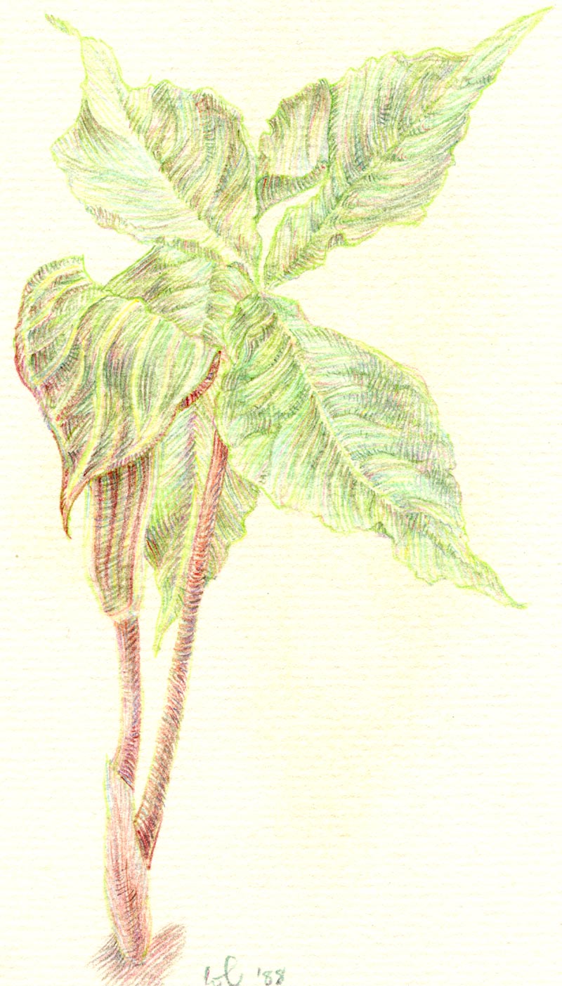 Jack-in-the-Pulpit A