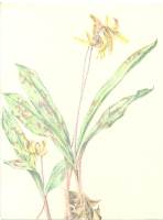 Trout Lily 203