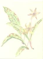 Trout Lily 204