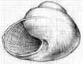 Drawing, shell