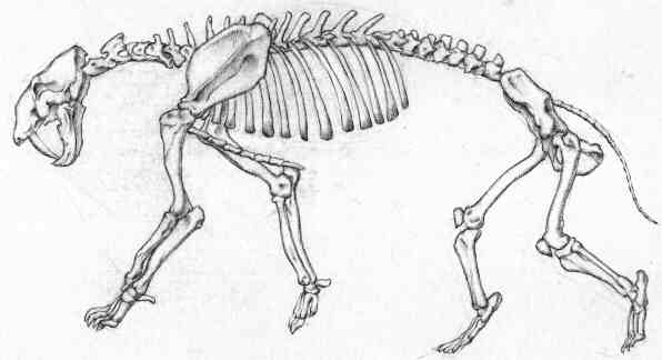 Drawing, skeleton