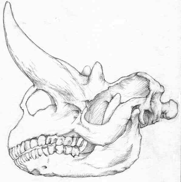 Drawing, skull, Museum of Natural History