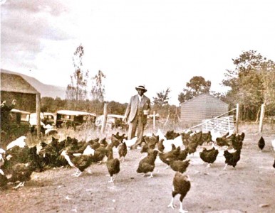 Father Divine Tending Chickens
