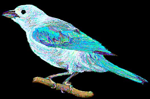 Blue-gray Tanager