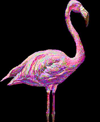 Flamingo