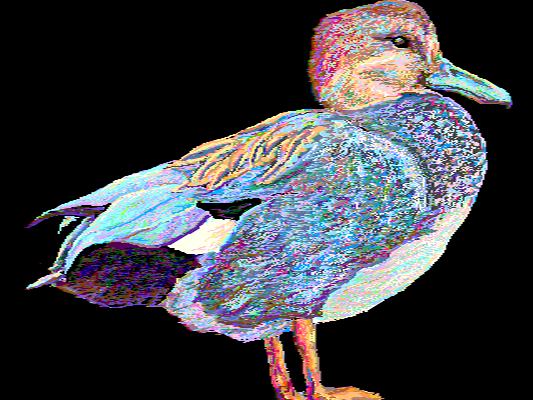 Gadwall