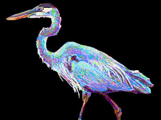 Great Blue Heron