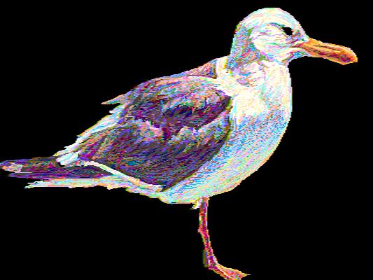 Herring Gull