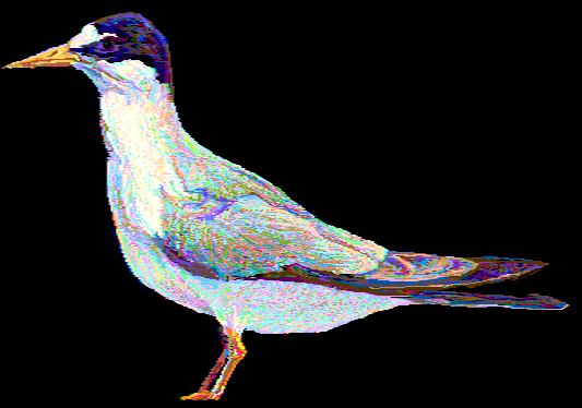 Least Tern