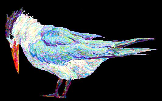 Royal Tern