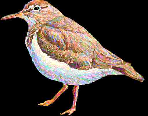 Spotted Sandpiper