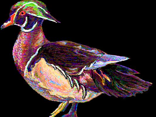 Wood Duck