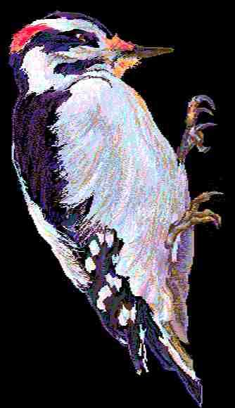 Woodpecker